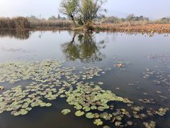 -长兴太湖图影湿地文化园