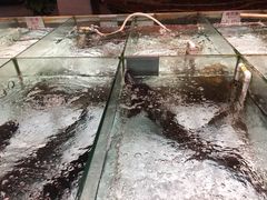 -百鱼庄(仙葫店)