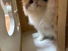 -十月米努特矮脚猫舍
