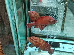 -海逸海鲜酒家(古北店)