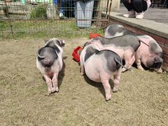 -洪湖家庭农场·团建·露营·会议