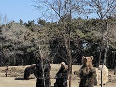 -沈阳森林动物园