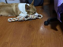 -宠福鑫康馨动物医院·骨科·眼科