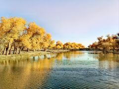 -金塔沙漠胡杨林景区