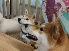 -柴迷FANS CLUB·柴犬狗咖·猫咖