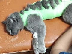 -美联众合宠物医院·爱萌分院·内外科·猫科中心