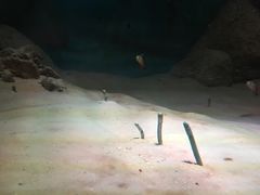 -暹罗海洋世界