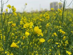 -光明小镇欢乐田园