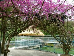 -广东茂名森林公园