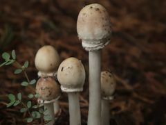 -白塘生态植物园