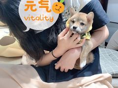 -逗柴咖啡屋·狗咖猫咖宠物桌游