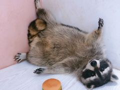 -浣熊柯尔鸭土拨鼠·电玩咖