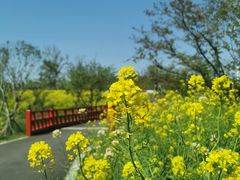 -东平国家森林公园