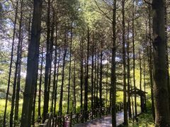 -玉舍国家森林公园