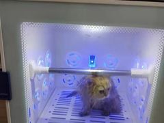 -喵zoo家庭繁育猫舍(尖东智能花园店)