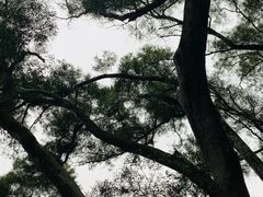 -深圳仙湖植物园