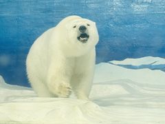-海合安天津极地海洋公园