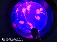 -烟台海昌鲸鲨海洋公园