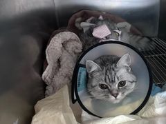 -瑞派福兴宠物医院犬猫全科·骨科·中西医结合(河东店)