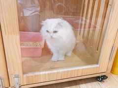 -Pets First伊珊娜洗护·精致美容·家庭式寄养(新会路店)