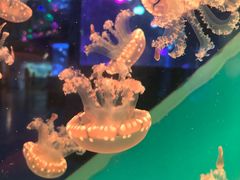 -左海海底世界