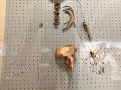 -辽宁古生物博物馆