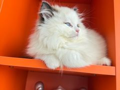 -柚子猫舍·精品猫舍购猫·猫咪认养·购宠·宠物店