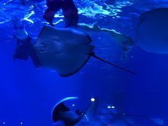 -烟台海昌鲸鲨海洋公园