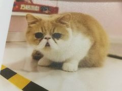 -三花喵·撸猫购宠·宠物生活馆(虹桥南丰城店)