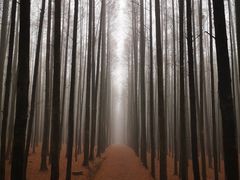 -山王坪喀斯特国家生态公园