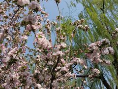 -海棠花溪(元大都城垣遗址公园)