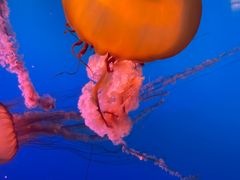 -太平洋海底世界