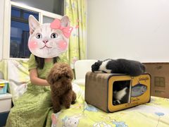 -米苏动物医院·犬猫专科·骨科外科内窥镜