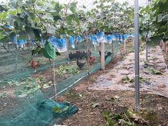 -马陆小张葡萄园农家乐