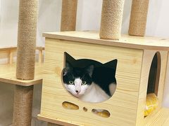 -创凡宠物医院·骨专科  猫科中心(西乡分院)