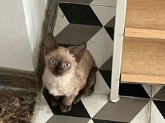 -福懋动物医院·犬猫全科·外科·重症科(杏林分院)