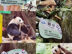 -广州长隆野生动物世界