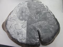 跃进中国文化艺术大展&nbsp;1277&nbsp;(22)-西安大唐西市博物馆