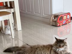 -关爱宠物医院·猫科中心·消化科(滨湖万达分院)