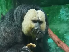 -广州长隆野生动物世界