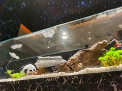-红辣椒·川菜·火锅(大洋中心店)