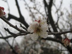 -梅花山(明孝陵内)