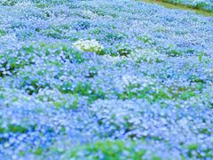 -上海辰山植物园