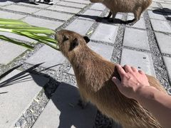 -鹿境梅花鹿生态园区