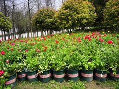 -杭州湾海上花田景区