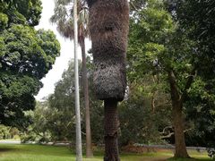 -墨尔本皇家植物园