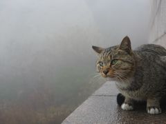 -崂山巨峰游览区