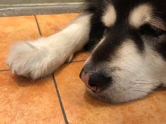 -more than meow吴止猫主题餐厅(承德 中船汇店)