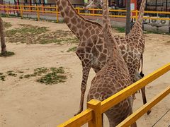 -西霞口神雕山野生动物世界