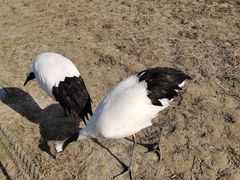 -盐城丹顶鹤湿地生态旅游区